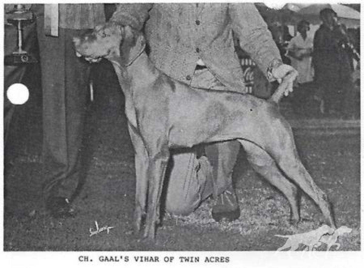 Gaal's Vihar of Twin Acres
