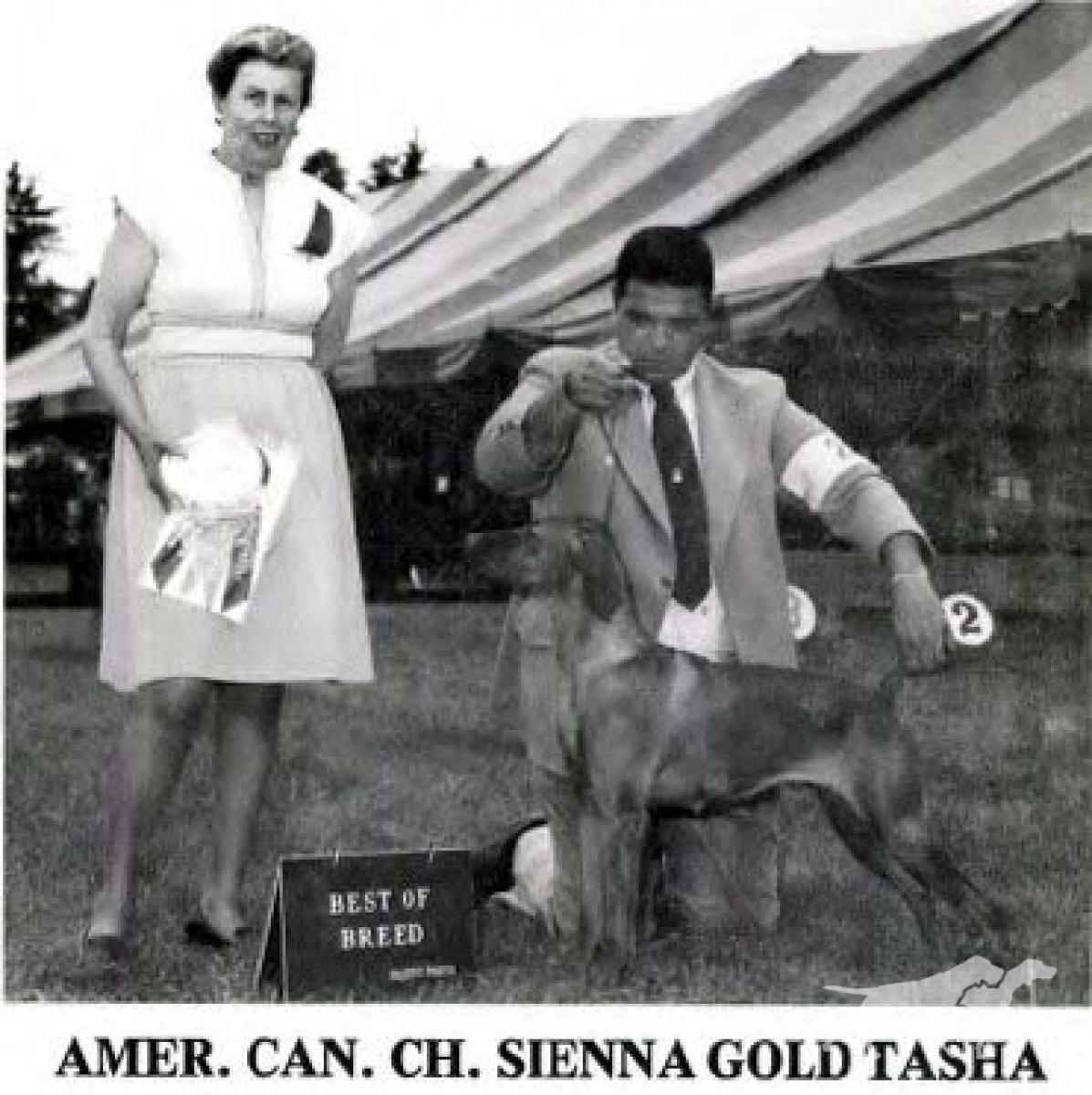 Sienna Gold Tasha