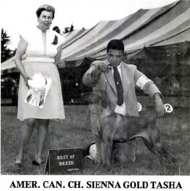 Sienna Gold Tasha