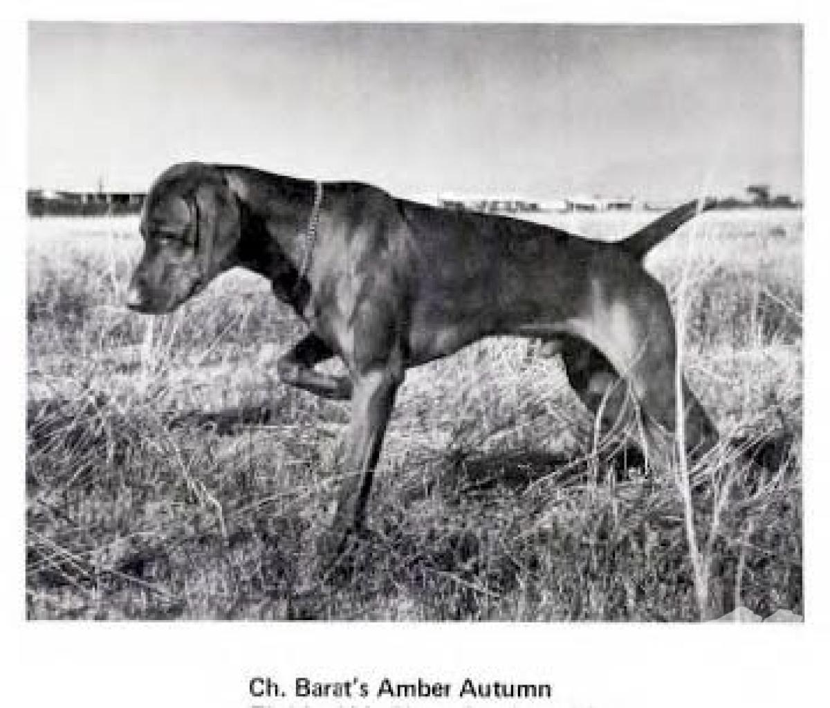 Barat's Amber Autumn