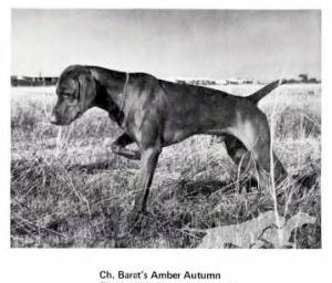 Barat's Amber Autumn