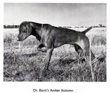 Barat's Amber Autumn