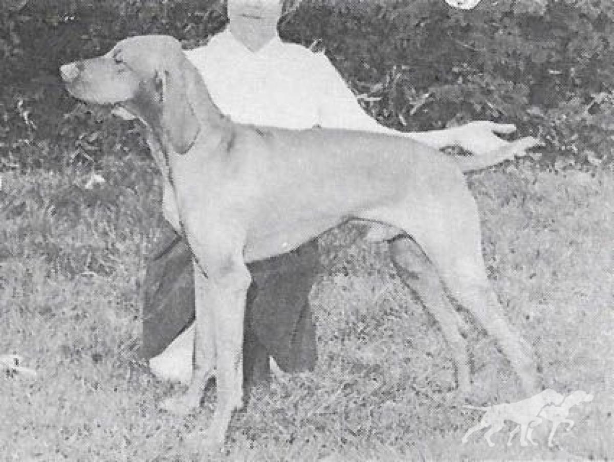 Cariad's Derekas Garm