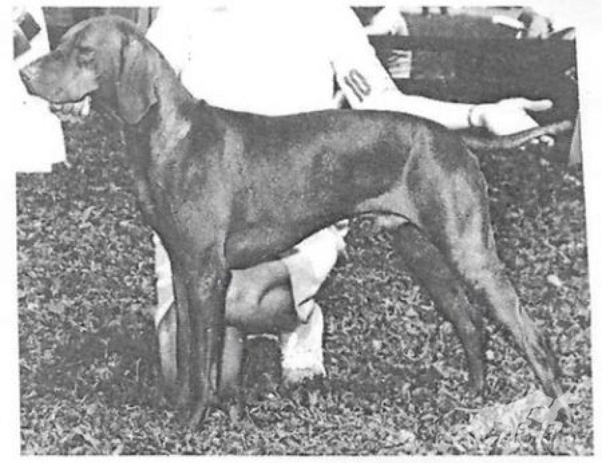 Cariad's Zenesz Husvet