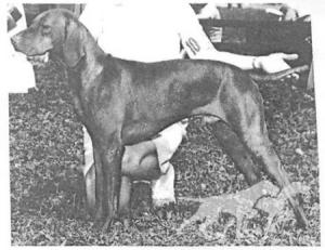 Cariad's Zenesz Husvet
