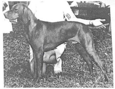 Cariad's Zenesz Husvet