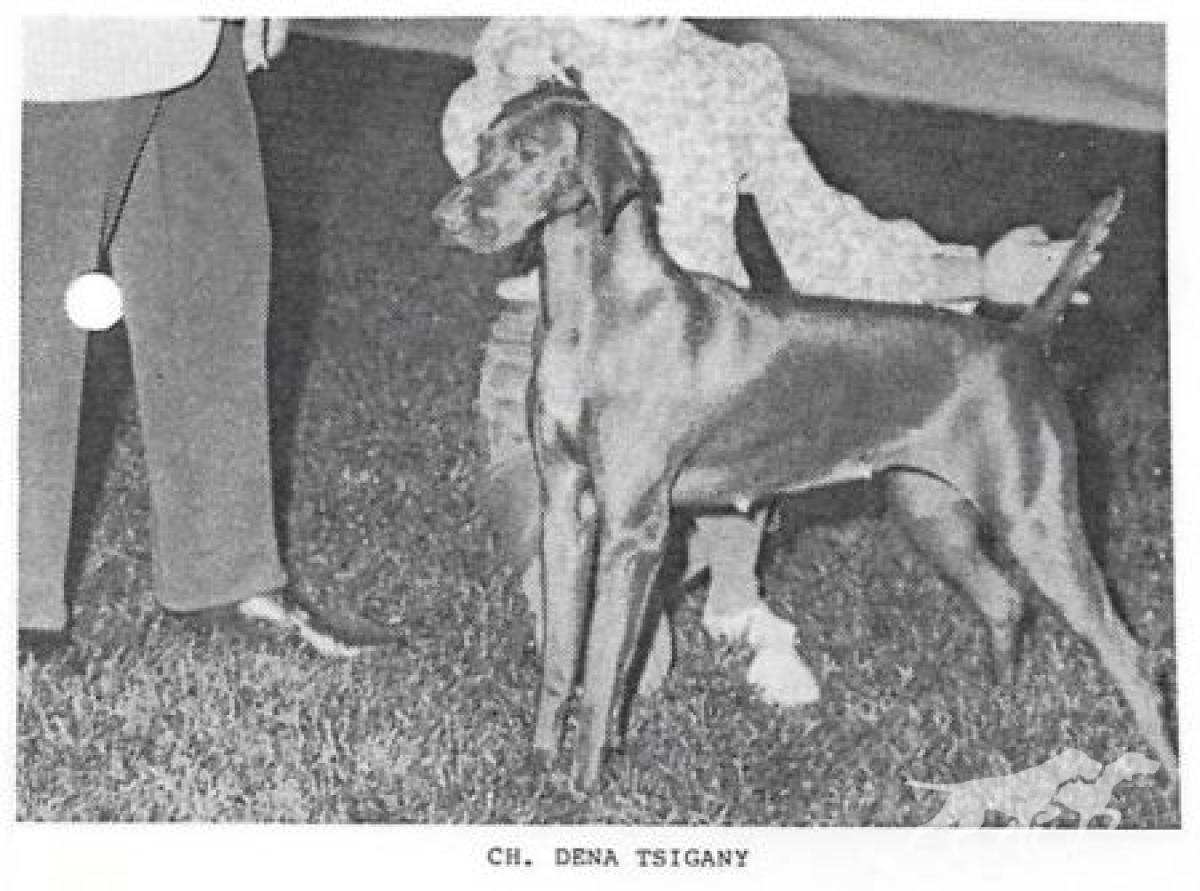 Dena Tsigany