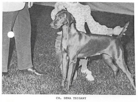 Dena Tsigany