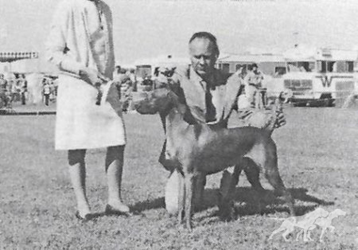 El-Jo's Country Gent