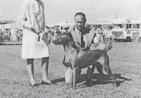 El-Jo's Country Gent