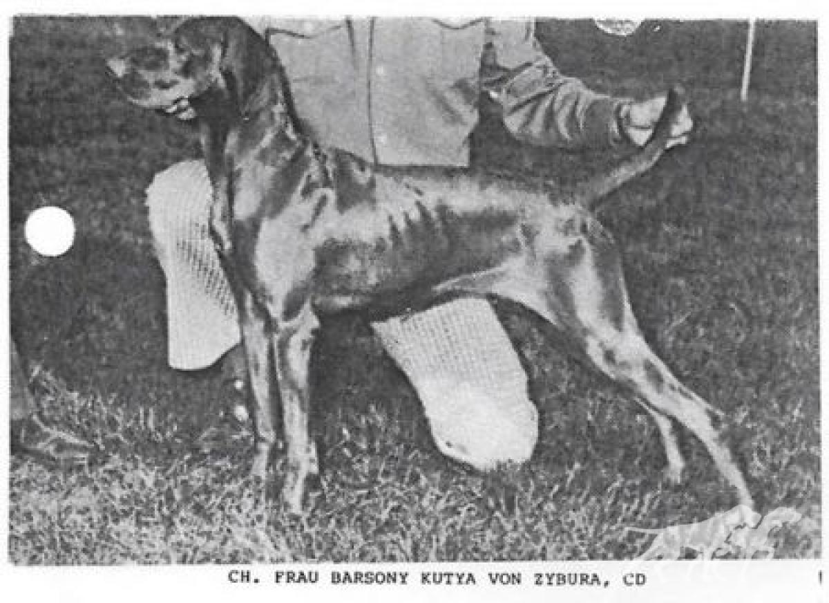 Frau Barsony Kutya von Zybura