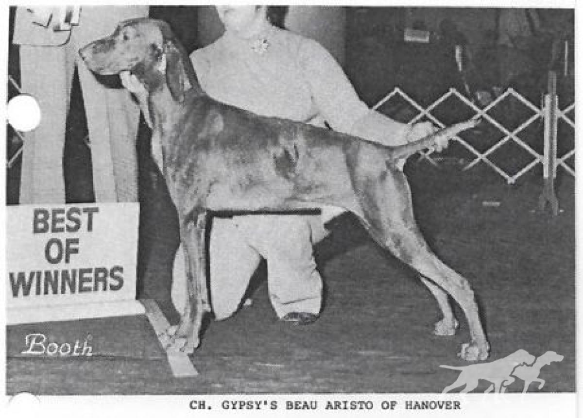 Gypsy's Beau Aristo of Hanover