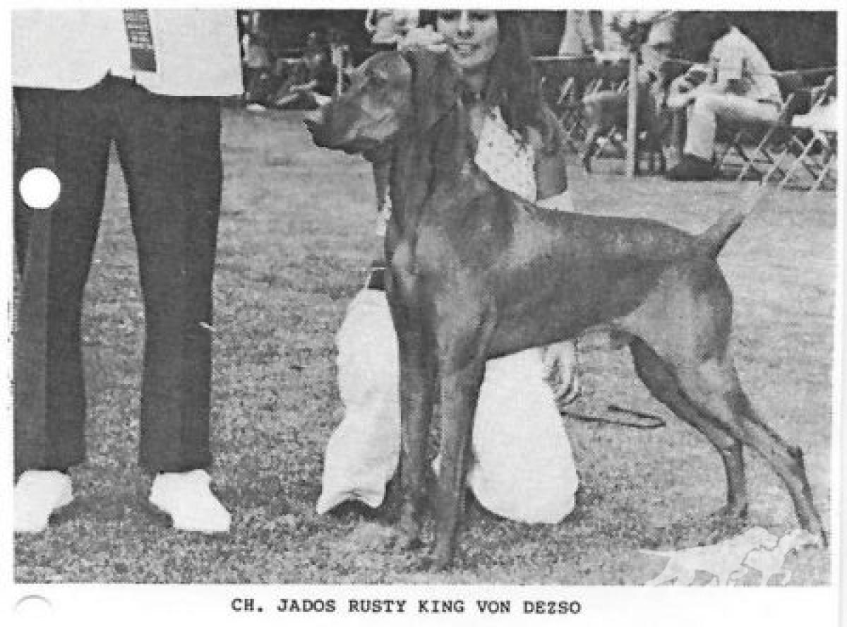 Jados Rusty King von Dezso