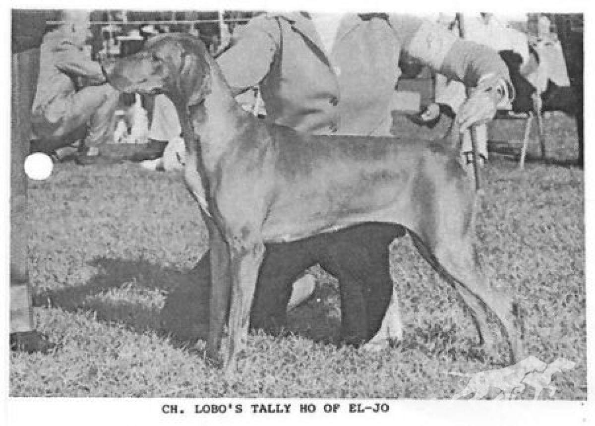 Lobo's Tally Ho of El-Jo