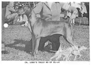Lobo's Tally Ho of El-Jo