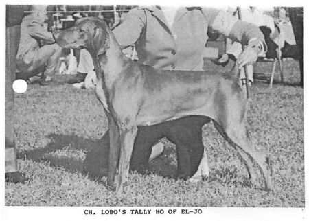 Lobo's Tally Ho of El-Jo