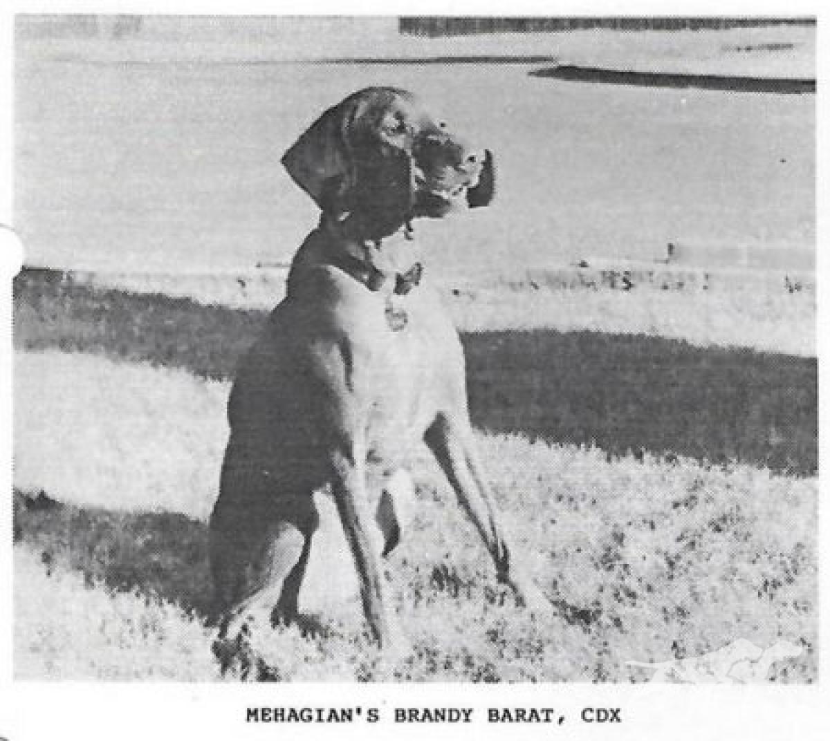 Mehagian's Brandy Barat