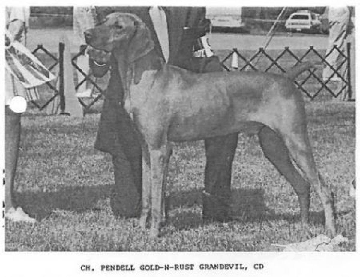 Pendell Gold-N-Rust Grandevil
