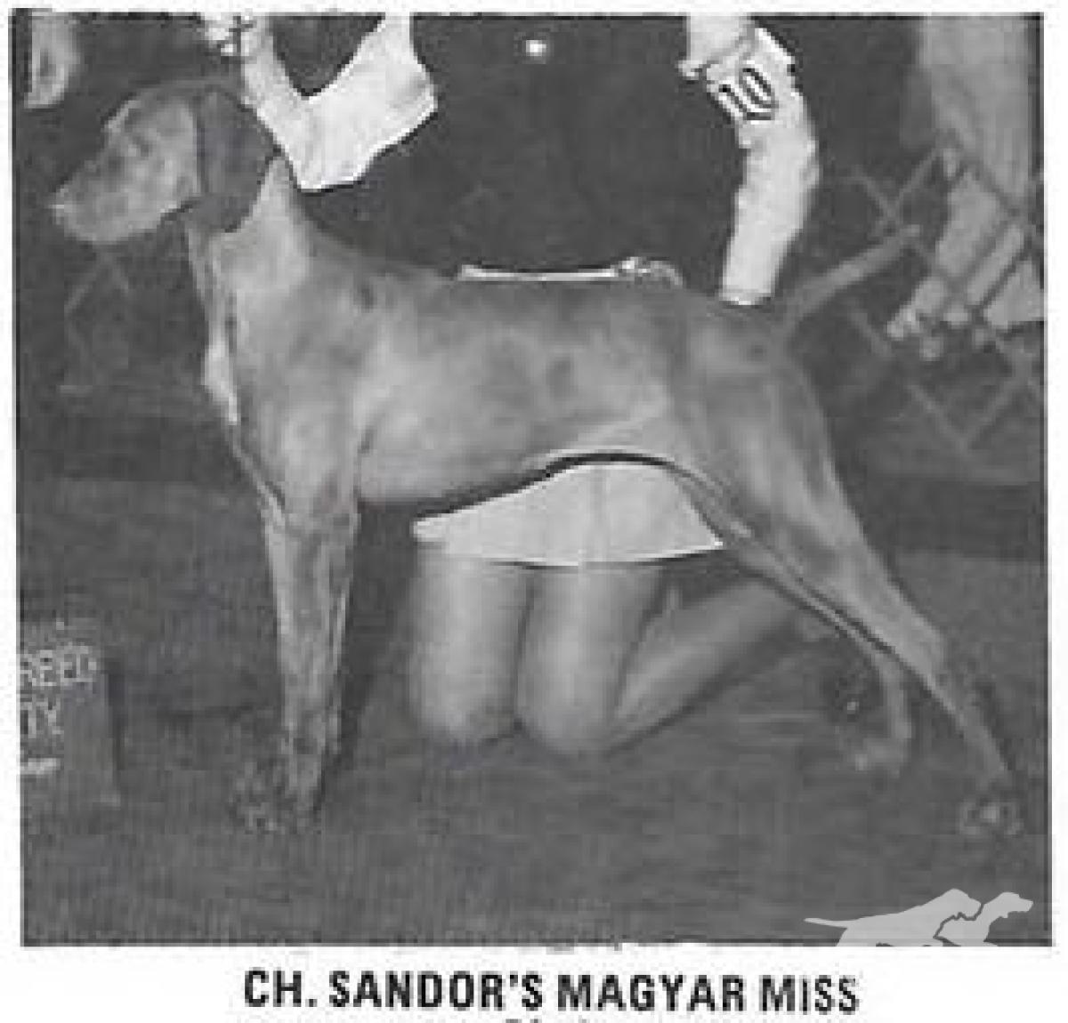 Sandor's Magyar Miss