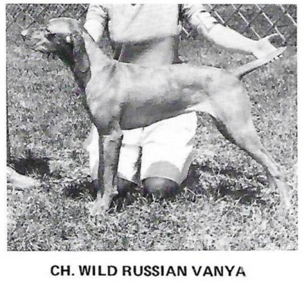 Wild Russian Vanya