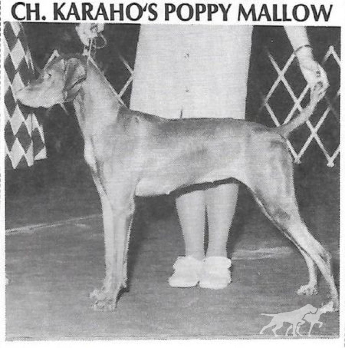 Karaho's Poppy Mallow