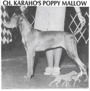 Karaho's Poppy Mallow