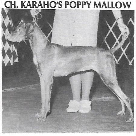 Karaho's Poppy Mallow