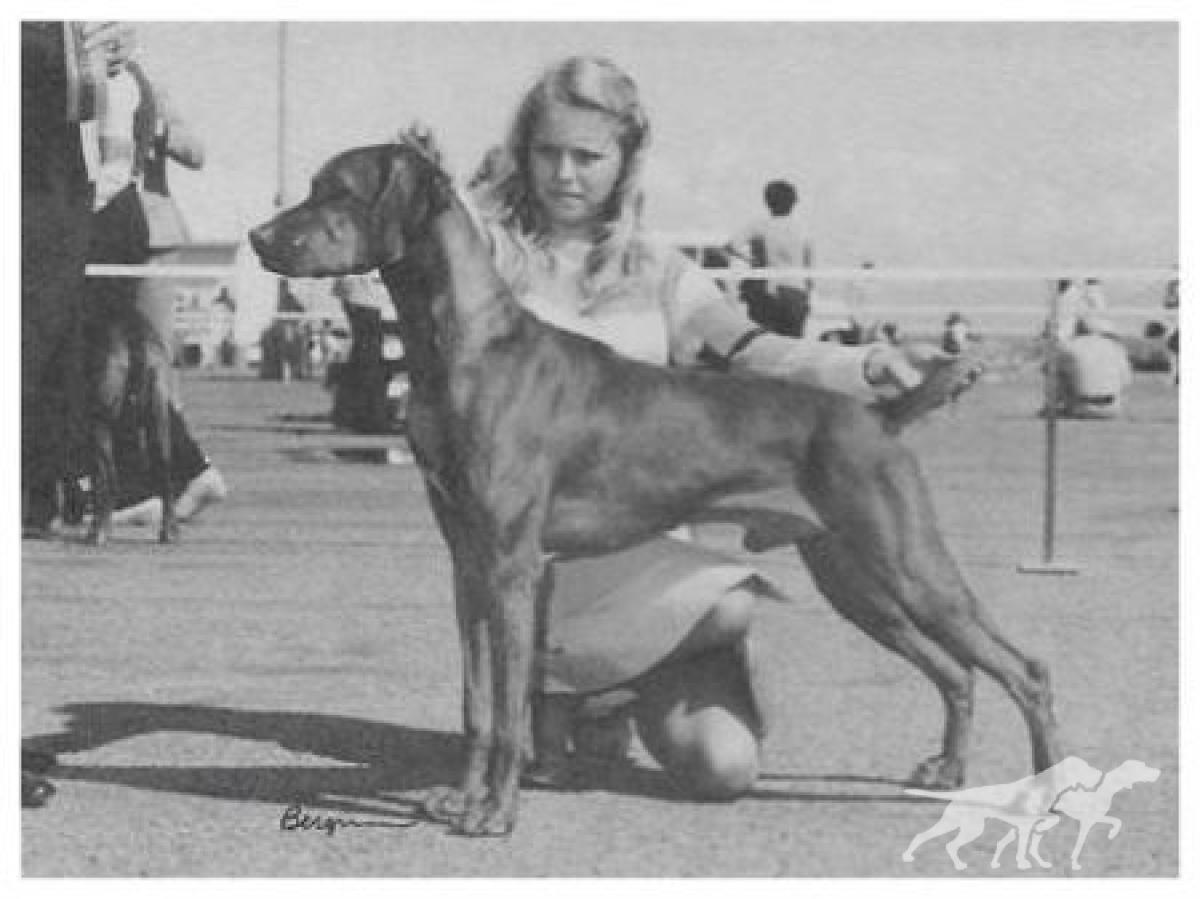 La Ross' Gentle Ben