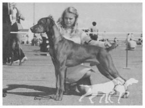 La Ross' Gentle Ben