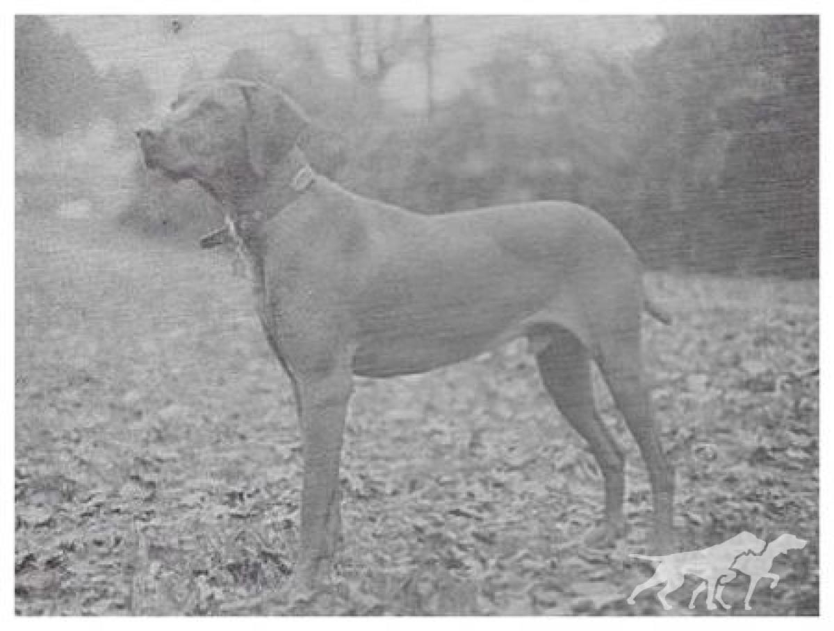 Maximillian Der Jager Hund