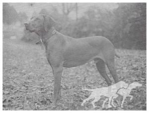 Maximillian Der Jager Hund