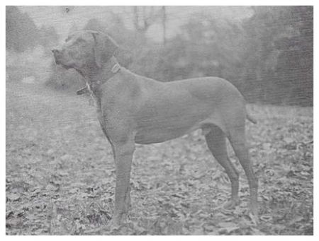 Maximillian Der Jager Hund