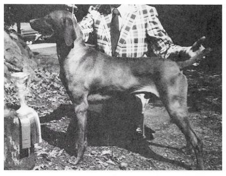 Smokey Valleys King's Ransom
