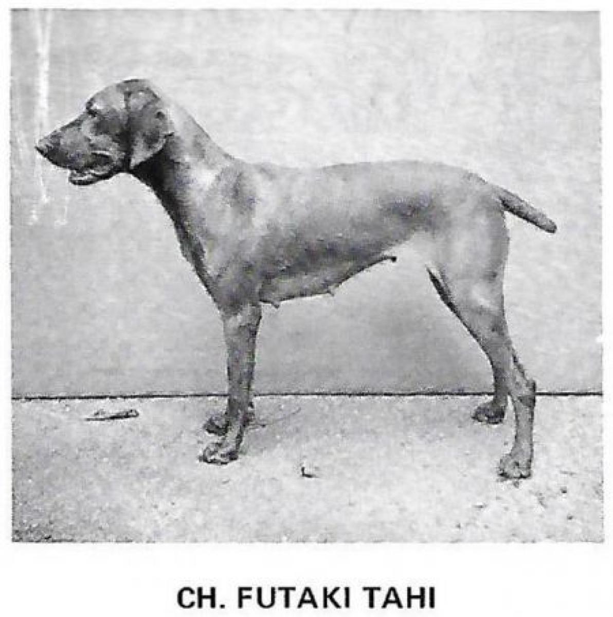 Futaki Tahi