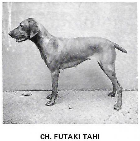 Futaki Tahi