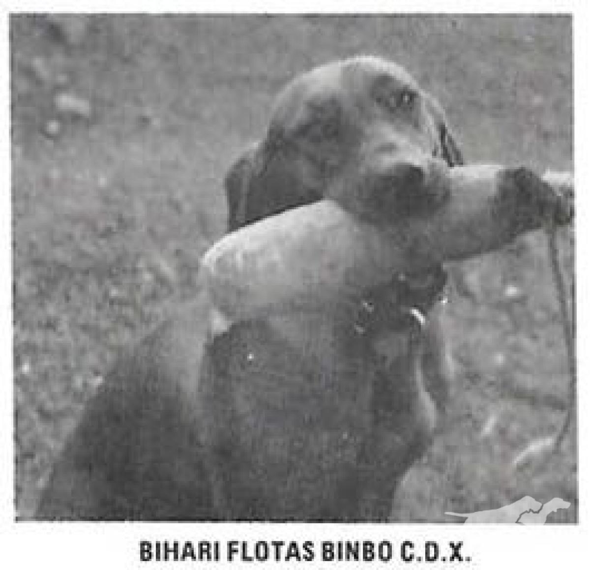 Bihari Flotas Bimbo