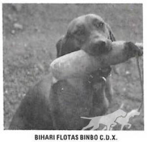 Bihari Flotas Bimbo