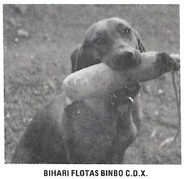 Bihari Flotas Bimbo
