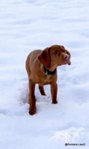 Joly Spirit of Hunting