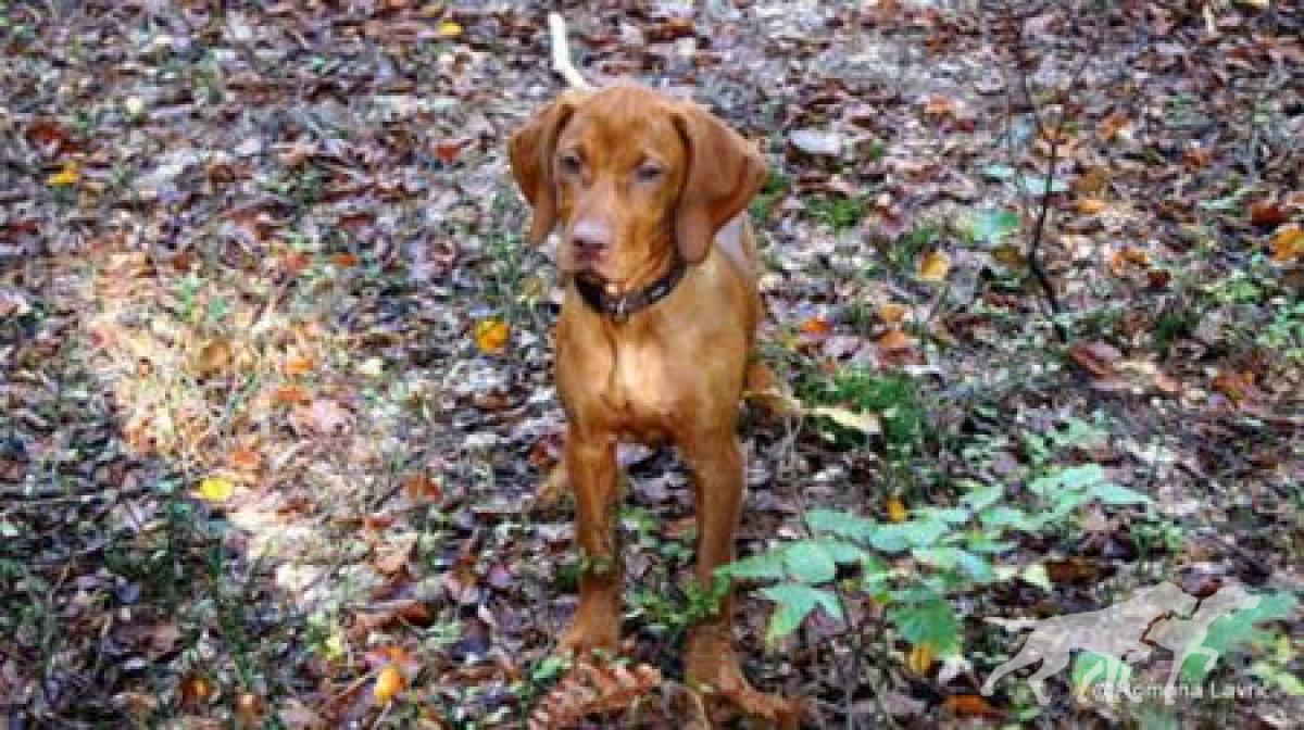 Joly Spirit of Hunting
