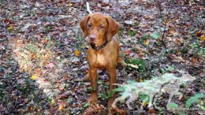 Joly Spirit of Hunting