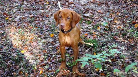 Joly Spirit of Hunting