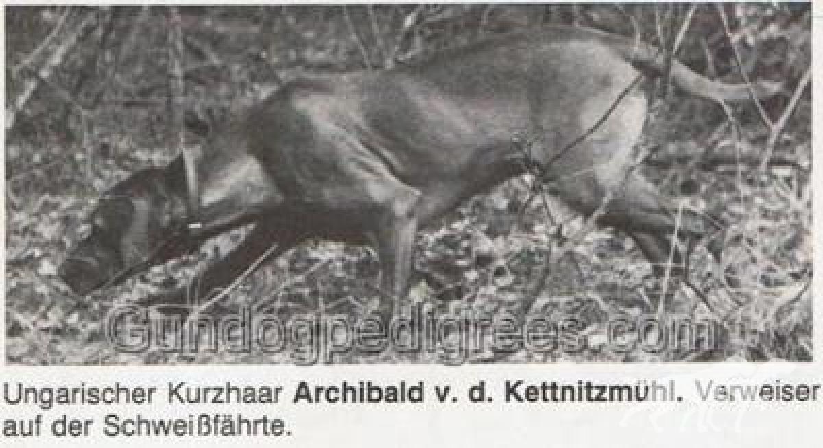 Archibald Oroszlan von der Kettnitzmühl