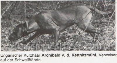 Archibald Oroszlan von der Kettnitzmühl