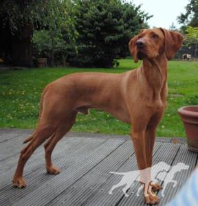 Ekszer Obelix