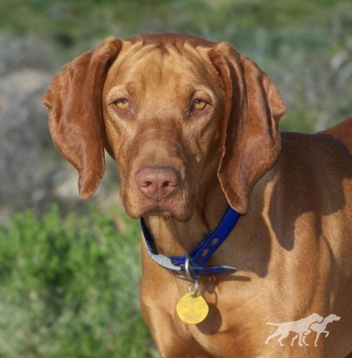 Reddog Ranch Zuriah
