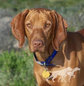 Reddog Ranch Zuriah
