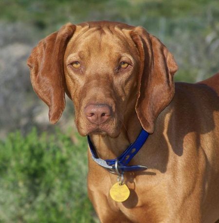 Reddog Ranch Zuriah