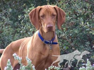 Reddog Ranch Zuriah