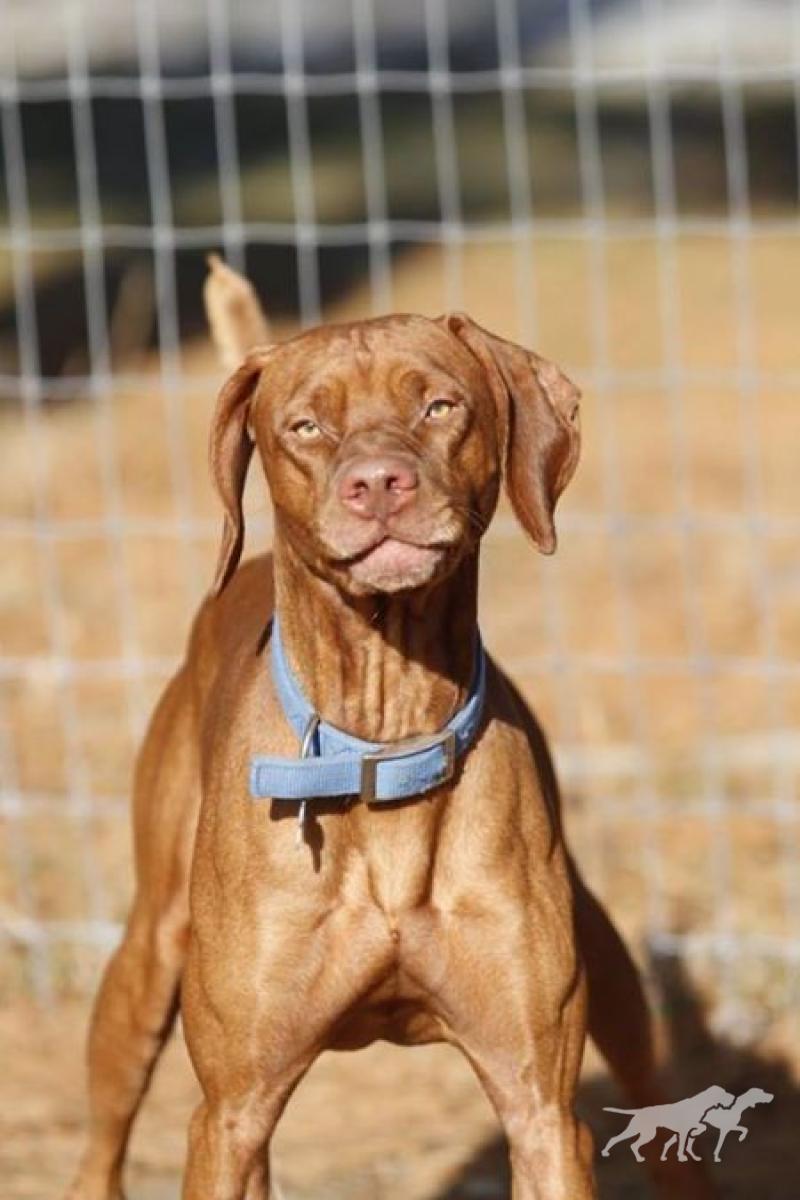 B And C's Copper Cousin Casey